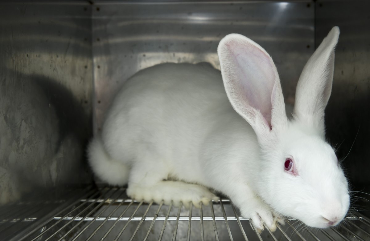 Laboratory Rabbits Research